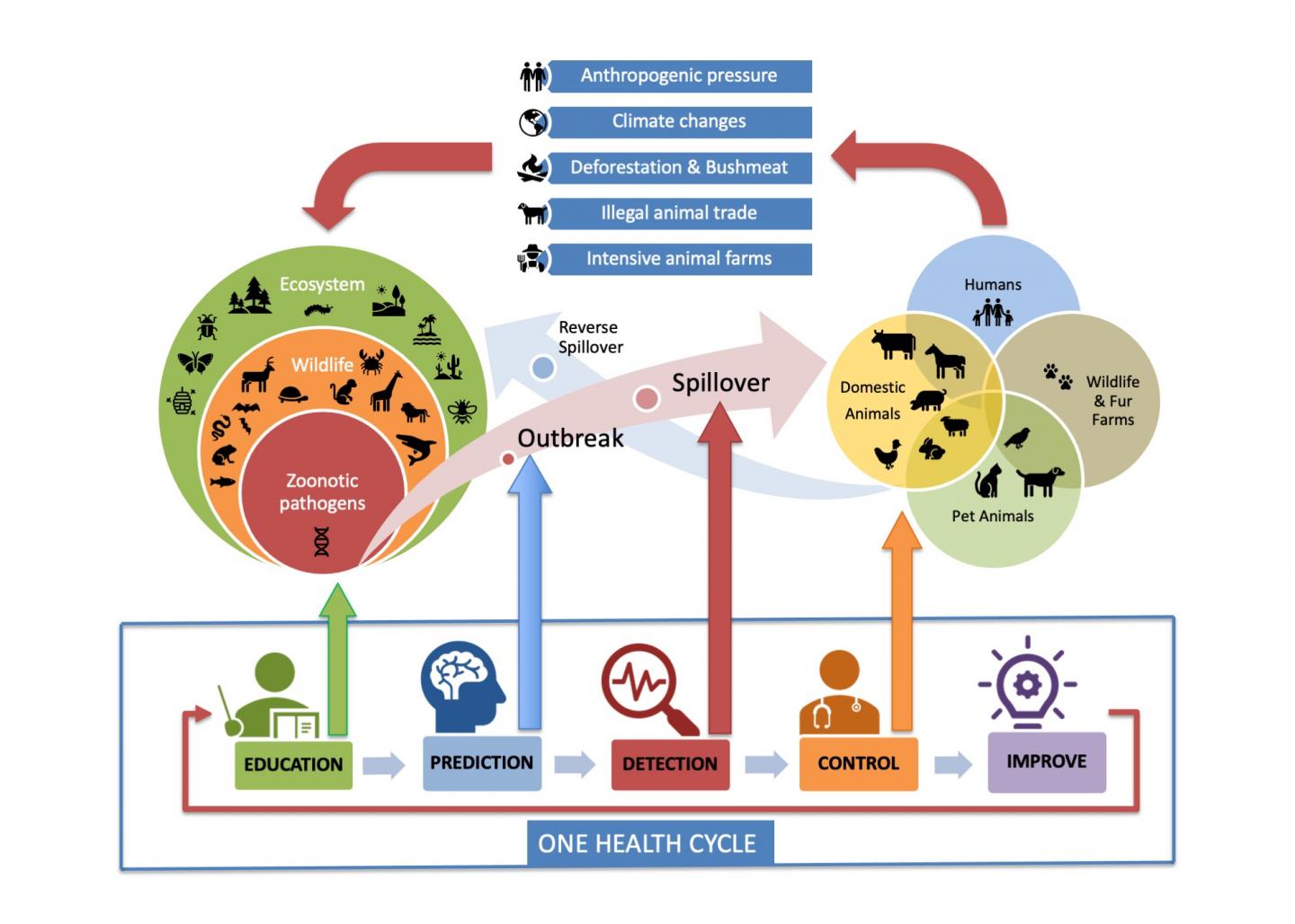Zoonosis and One Health Concept