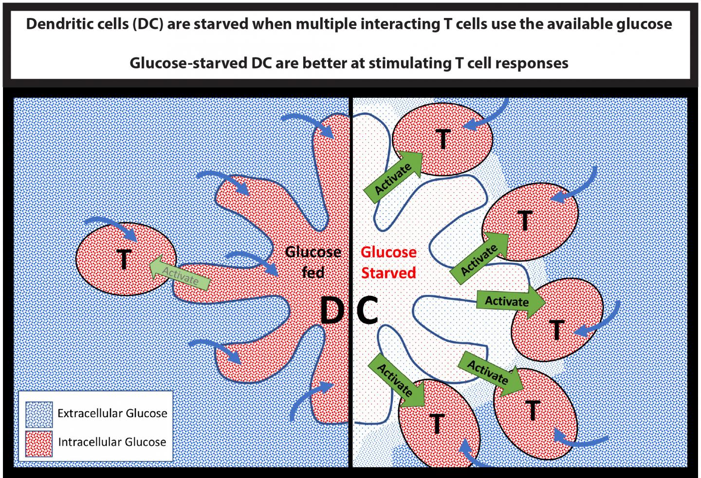 Glucose Signaling Pathway (2 of 2)