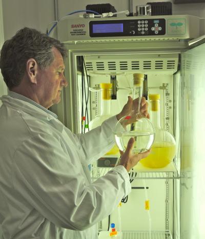 Cochlan Examines Phytoplankton Sample