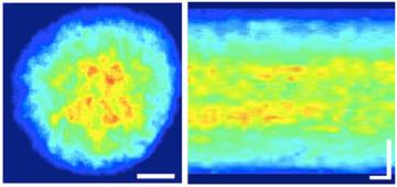 Figure 2: Rhodopsin Clusters