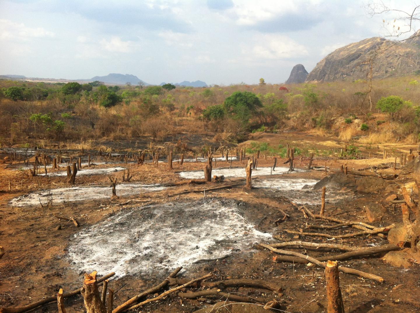 Global Habitat Loss Still Rampant across Much of the Earth