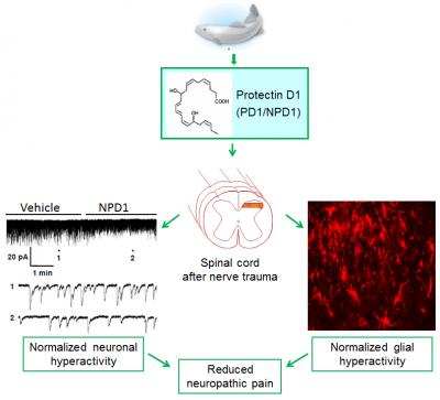 How Protectin D1 Works