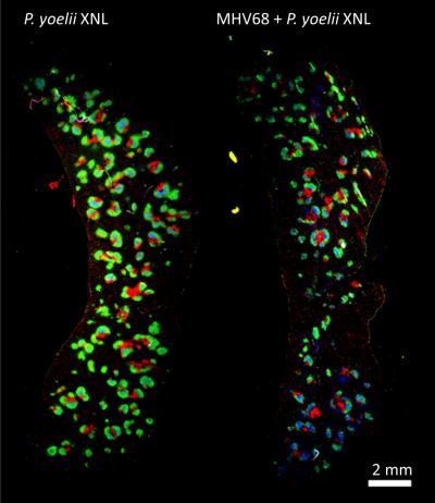 Mouse Spleen Cross Section