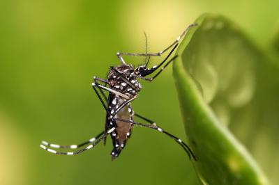 <i>Aedes aegypti</i>