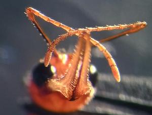 Head of Harpegnathos saltator