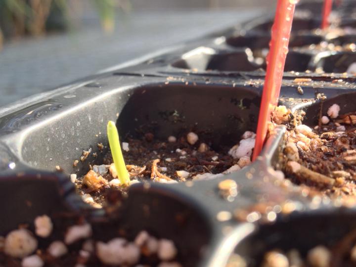 Seedling