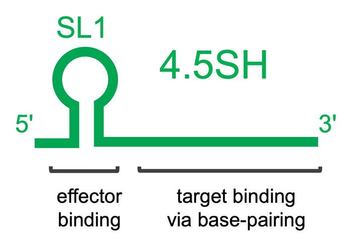 Modular structure of 4.5SH RNA