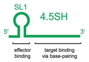 Modular structure of 4.5SH RNA