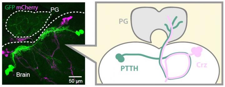 Deciphering the Fine Neuroendocrine Regulatory System during Development