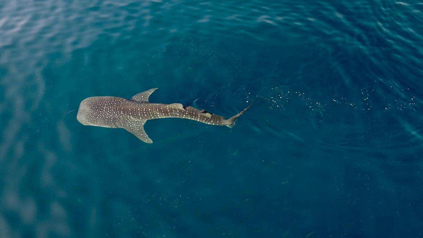 International Team of Marine Scientists Complete Six-Year Whale Shark Study (2 of 2)