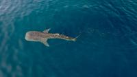 International Team of Marine Scientists Complete Six-Year Whale Shark Study (2 of 2)