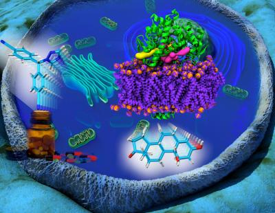 Towards More Effective Therapies to Fight Breast Cancer