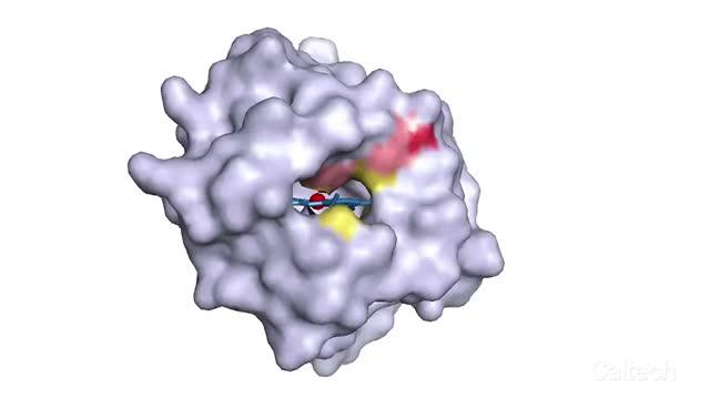 Bringing Carbon-Silicon Bonds to Life (2 of 3)