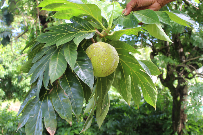 Marble fruit on tree