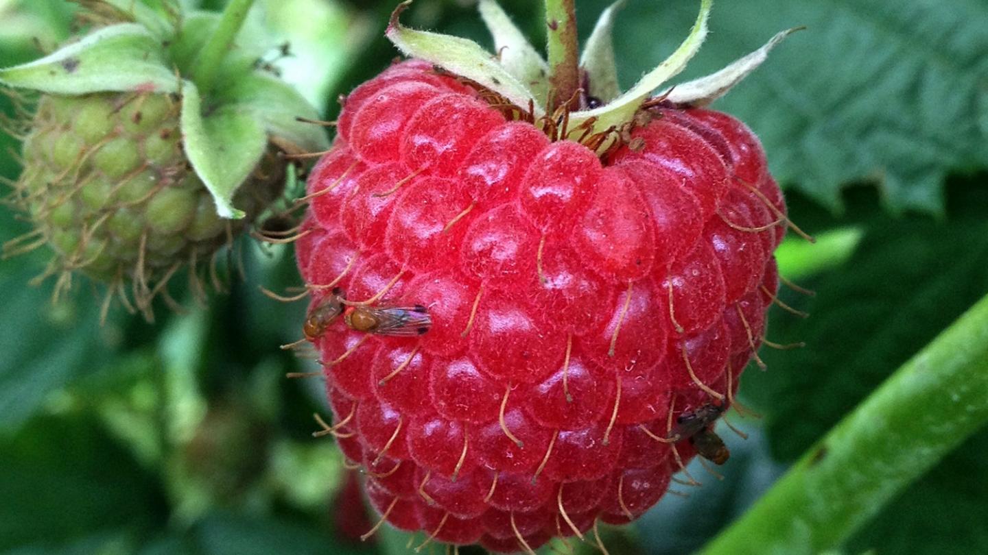 D. suzukii on a raspberry