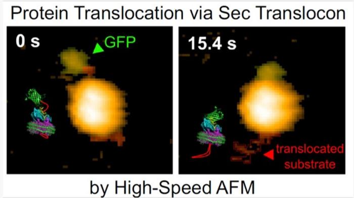 Researchers visualize first-ever real-time bacterial protein translocation via the SecYEG-SecA complex