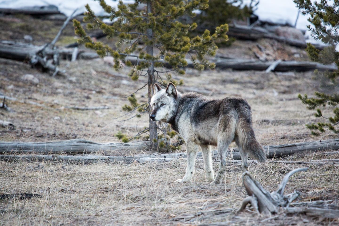 Wolves Prowling