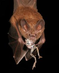 A Fringe-Lipped Bat Eating a Captured Frog