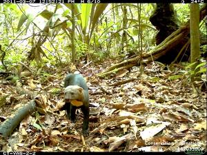 tayra (Eira barbara)