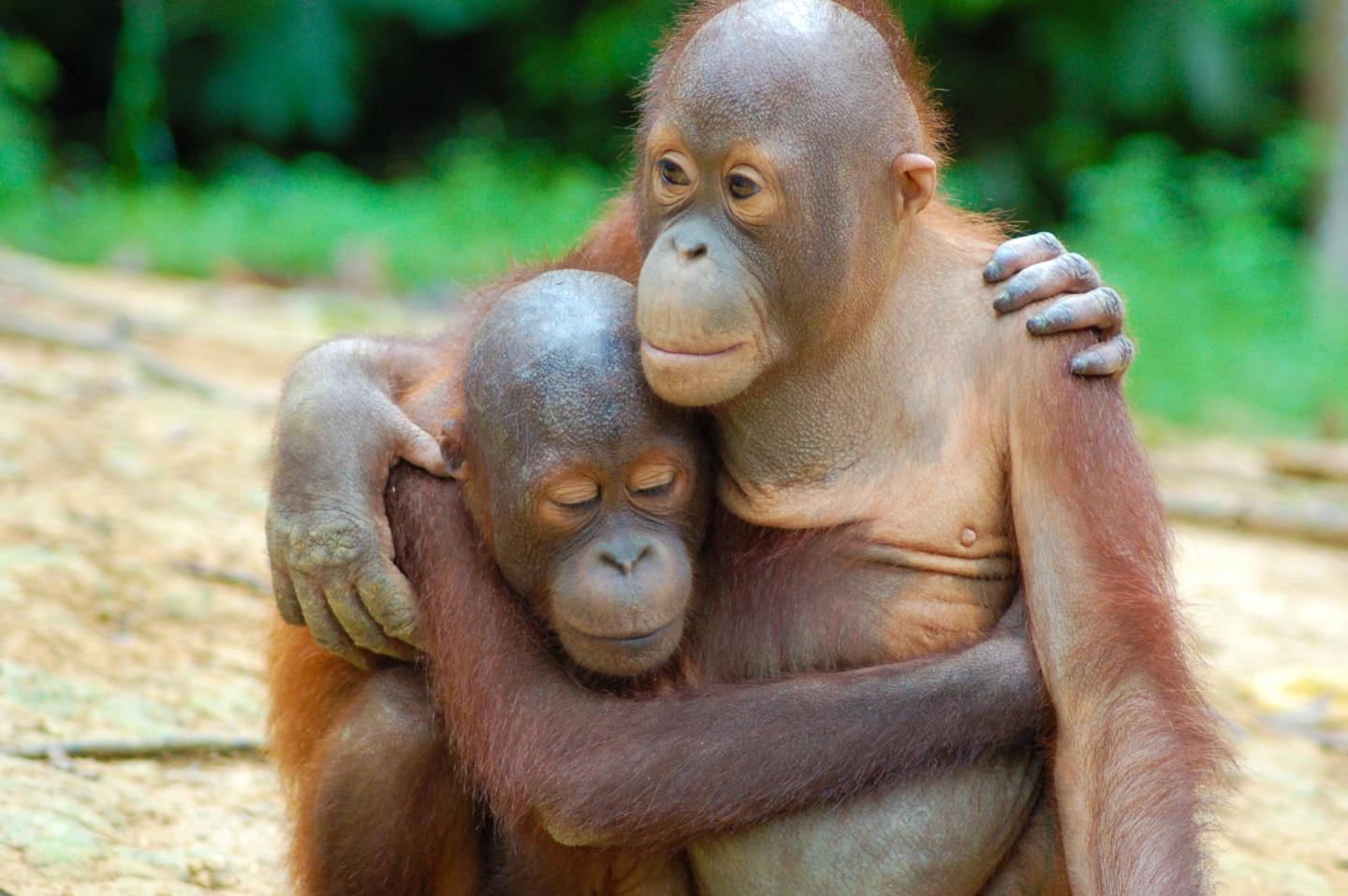 Endangered Bornean Orangutans Survive in Managed Forest, Decline Near Oil Palm Plantations