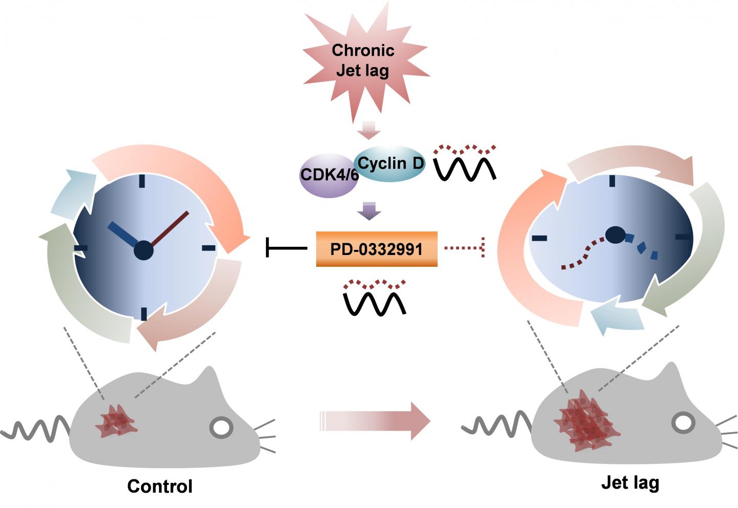 Circadian Rhythm Disruption Tips the Cell-cycle Balance Toward Tumor Growth