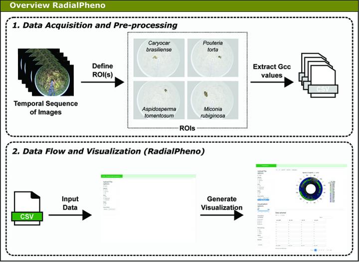 RadialPheno Overview