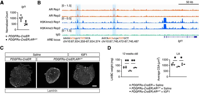 【Figure2】Regulation of IGF1 by AR in mesenchymal progenitors