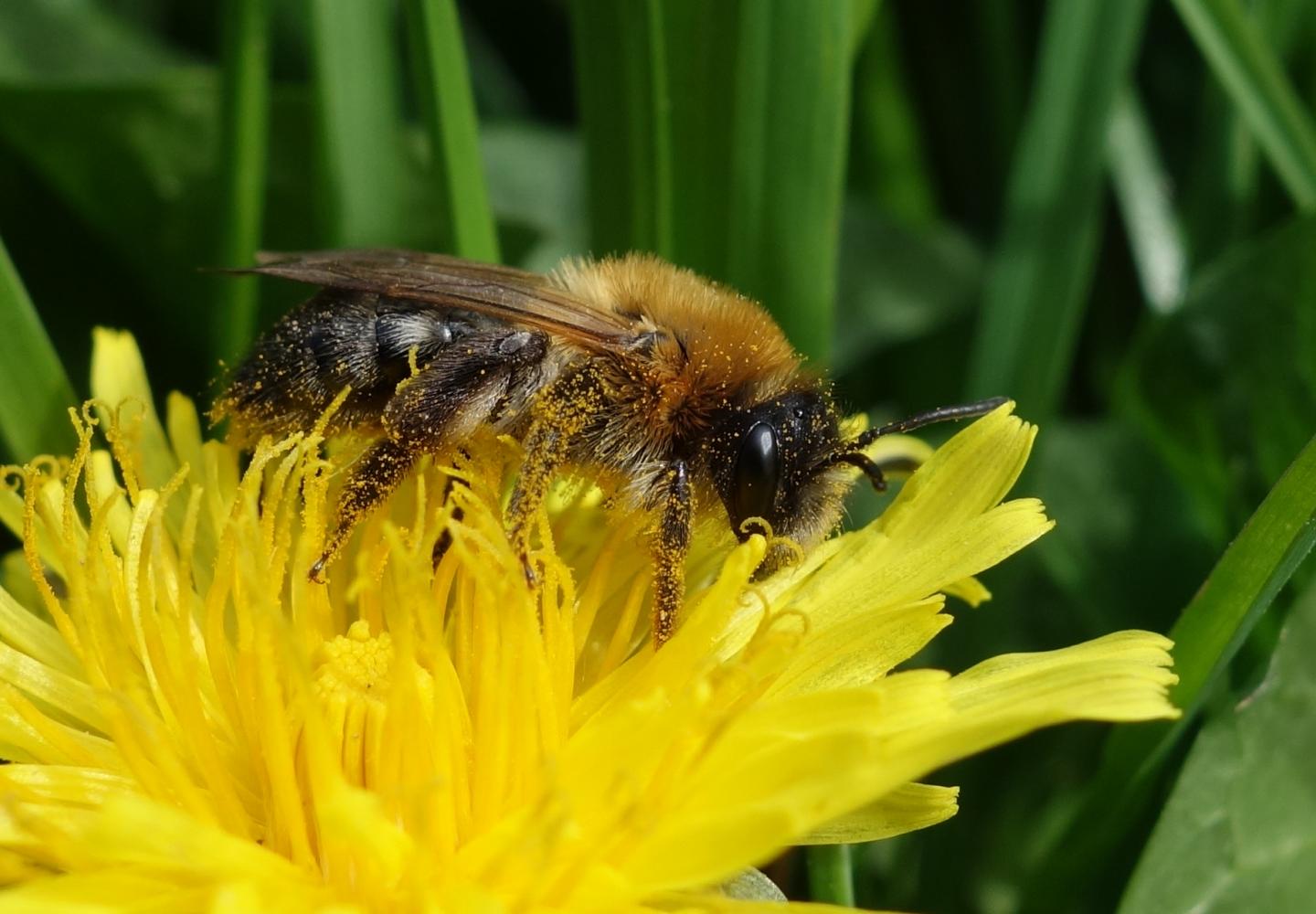 Mining Bee