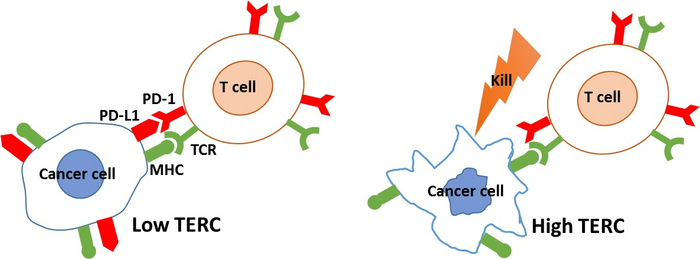 TERC inhibits PD-L1 expression and avoids cancer immune escape