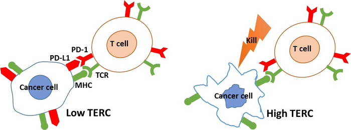 TERC抑制癌细胞PD-L1表达防止免疫逃逸