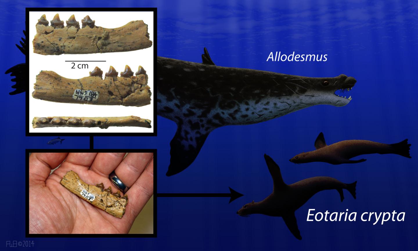 Oldest fur seal identified, ending 5-million- | EurekAlert!