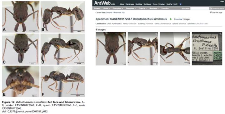 Composite Photographs of Ants in a Taxonomic Publication and the AntWeb