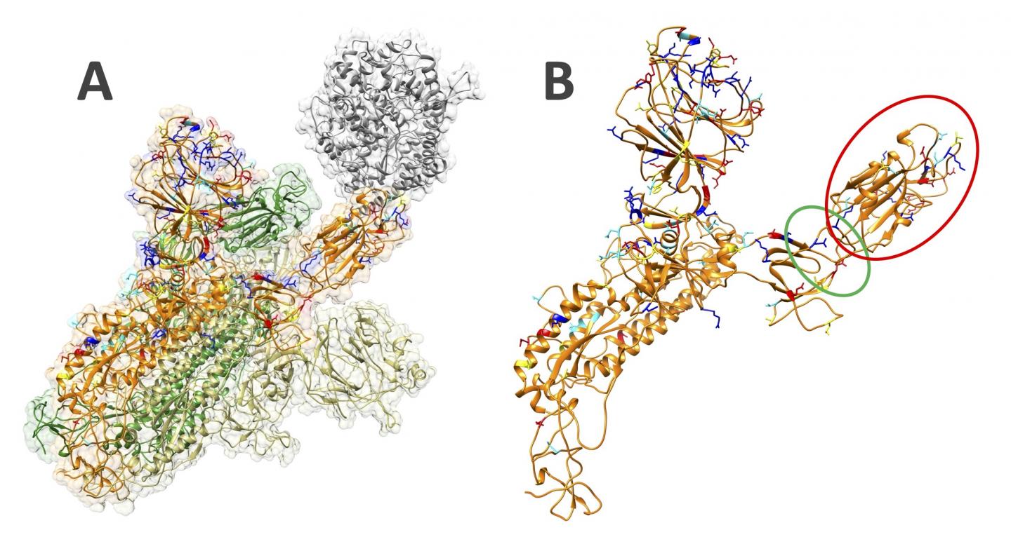 Discoveries to Better Understand SARS-CoV-2 Virus