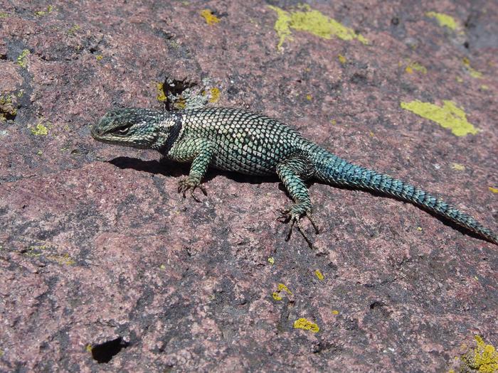 A Yarrow's spiny lizard spotted at Canelo Hills, Arizona