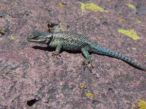 A Yarrow's spiny lizard spotted at Canelo Hills, Arizona