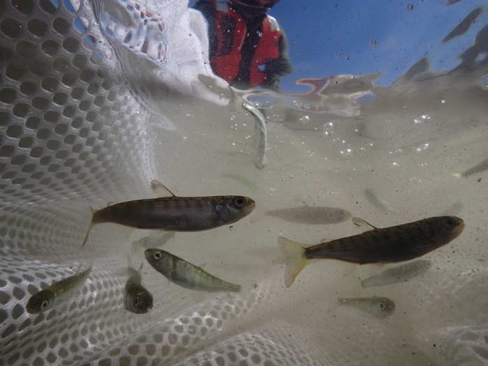 A school of juvenile salmon
