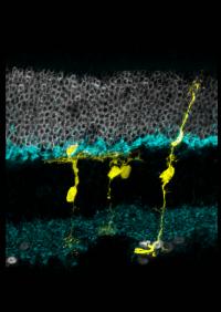 Glia and Neurons