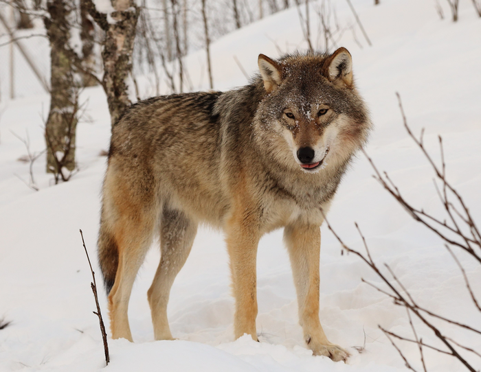 Eurasian grey wolf