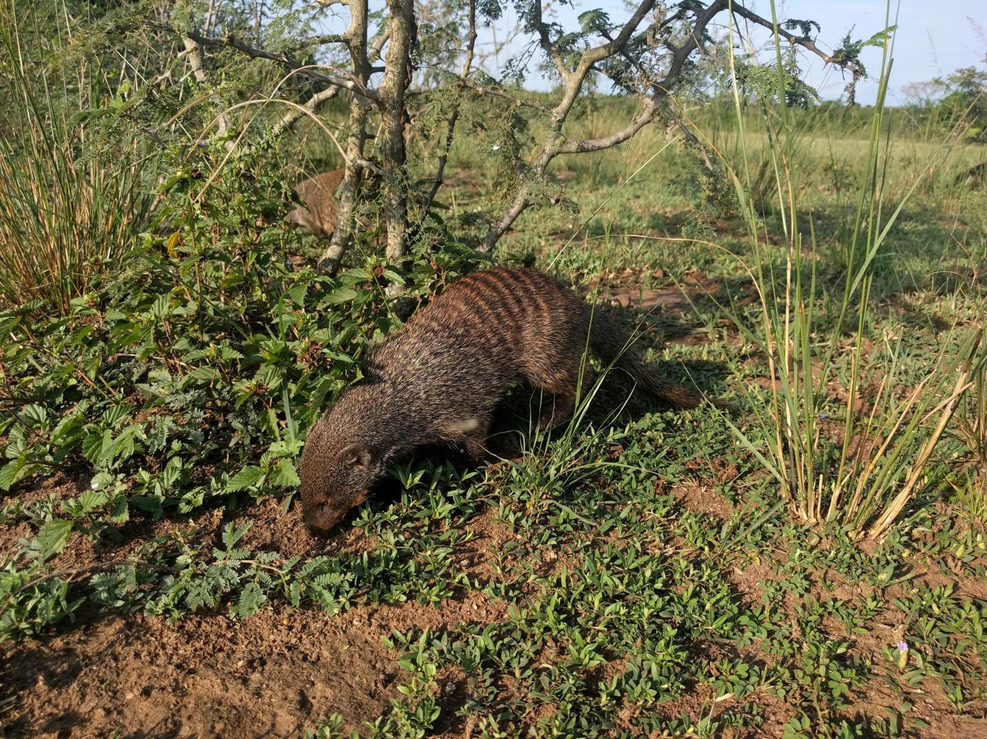 Banded Mongoose