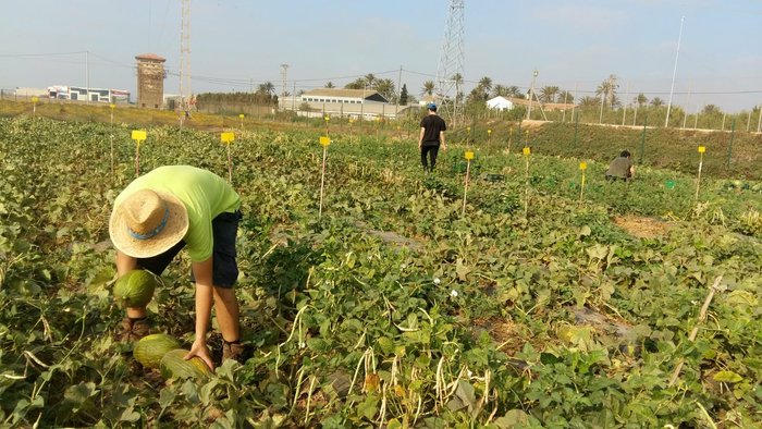 Harvest in melon and cowpea field
