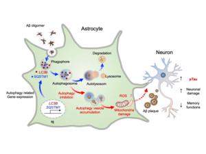 The induction of autophagy-related genes in astrocytes proves to be a critical mechanism in effectively eliminating Aβ in the brains of AD patients