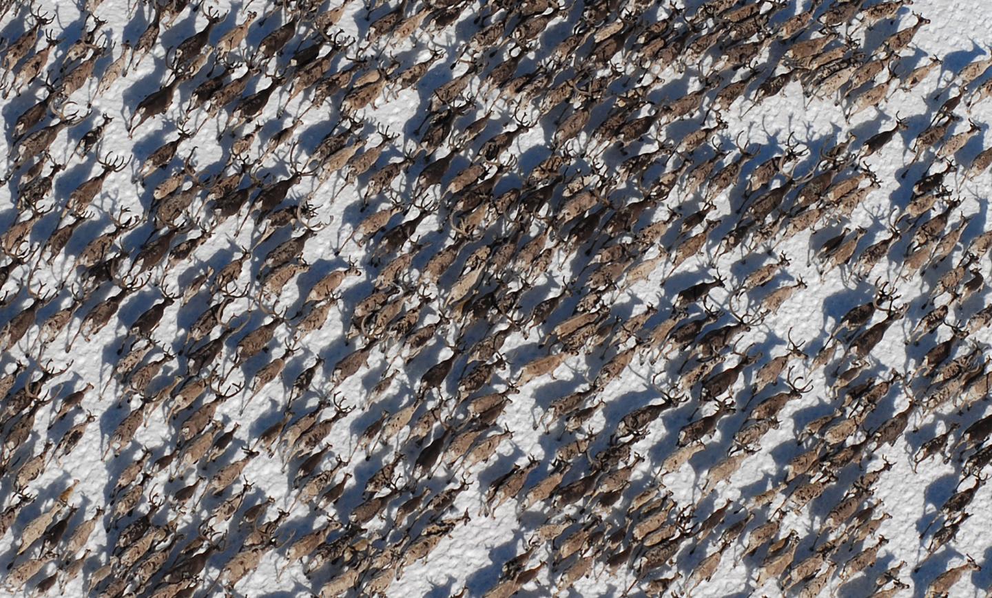 Wild Reindeer, Hardangervidda, Norway