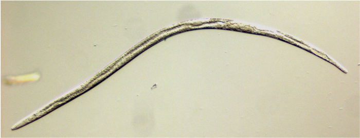Unraveling Sex Determination in Bursaphelenchus Nematodes: A Path Towards Pest-control