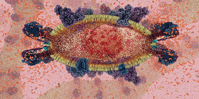 Mitochondrial cristae, the site of the electron transport chain