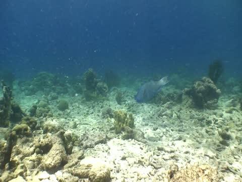 Uncovering Caribbean Coral Resilience, as Aided by People (6 of 19)