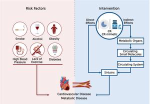 Caloric restriction exerts beneficial effects on cardiovascular health via the mediation of sirtuins.