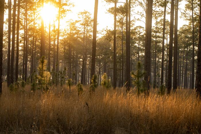 Mature, open longleaf pine woodlands