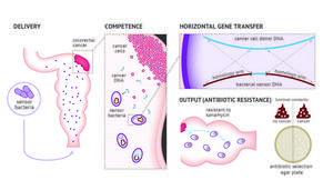 Graphic: Engineered bacteria to detect tumor DNA