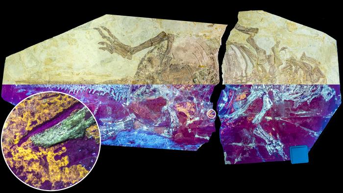 Dinosaur specimen NJUES-10 under natural (upper half) and UV light (lower half)