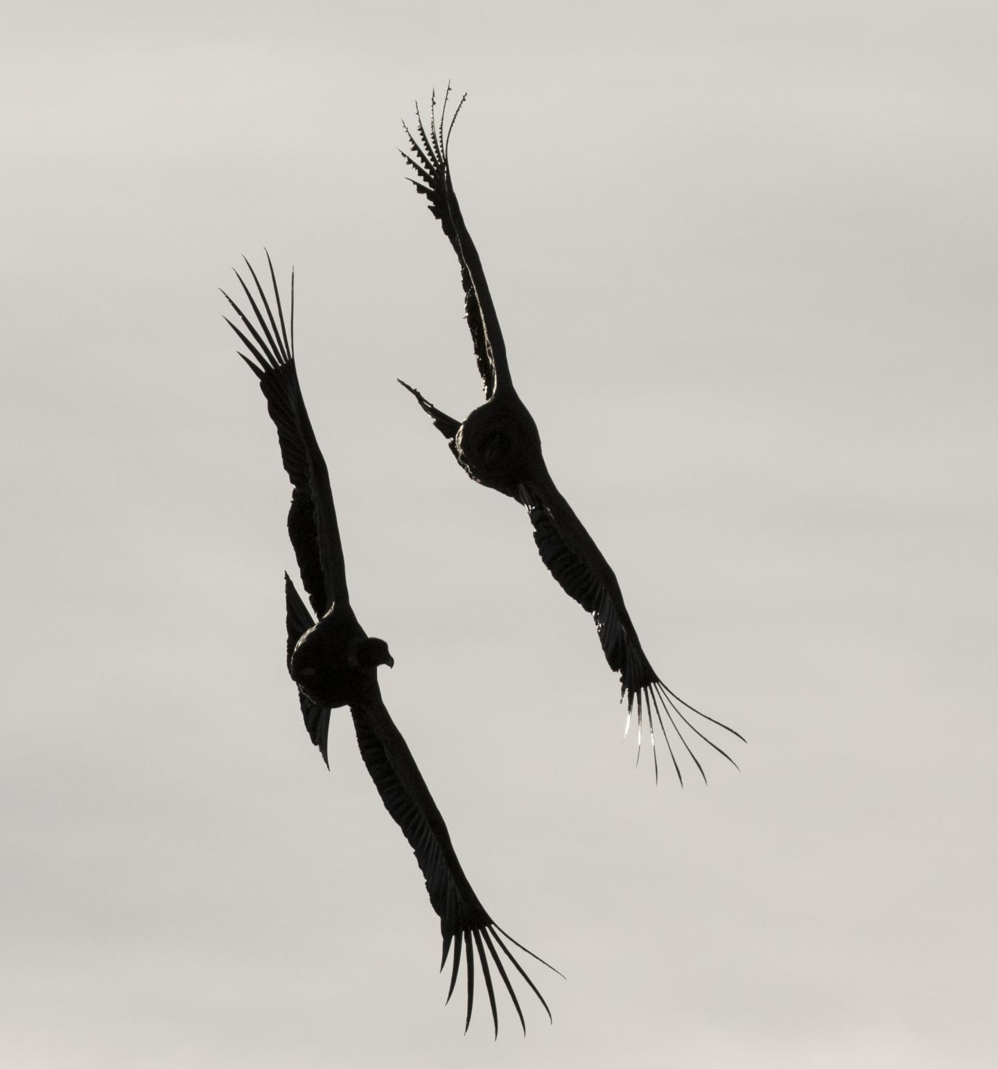 Andean Condors